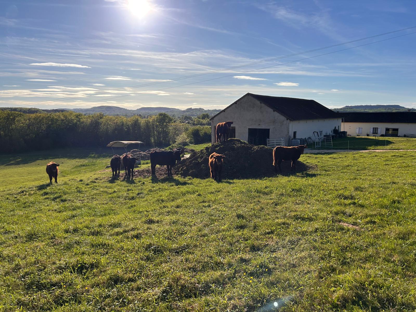 Cows on the meadow