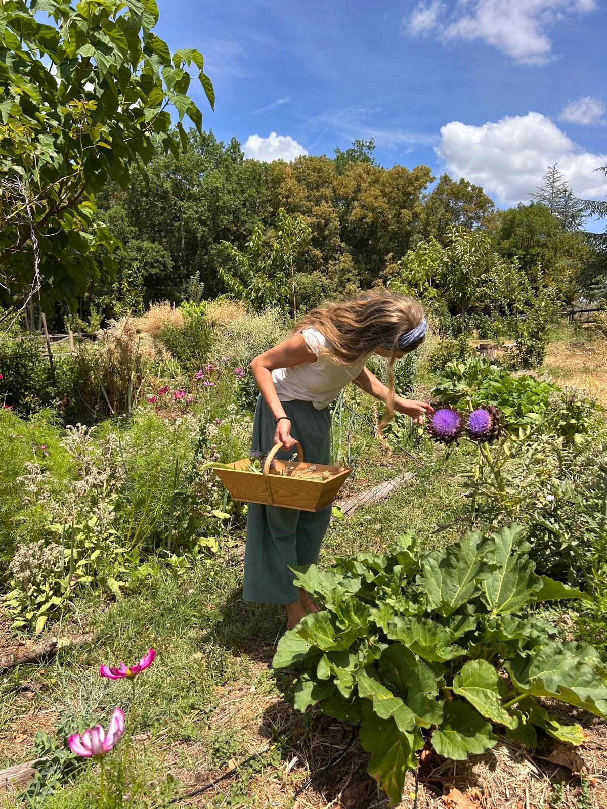 Artichokes in the kitchen garden — co-design stand-in