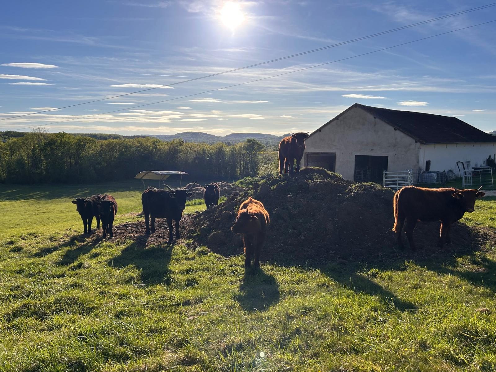 The herd on the hill at golden hour
