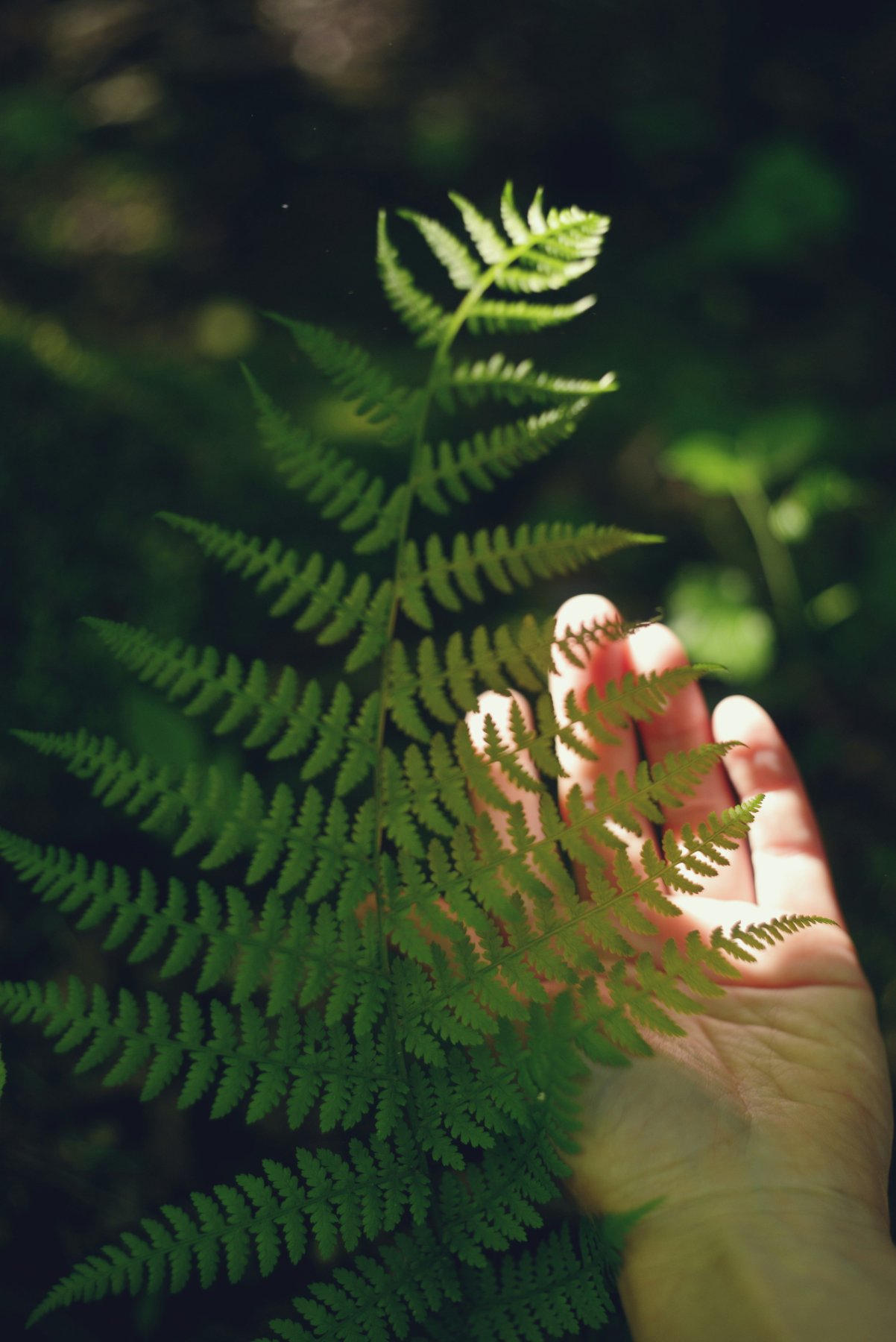 Fern held in a quiet hand — silence path stand-in