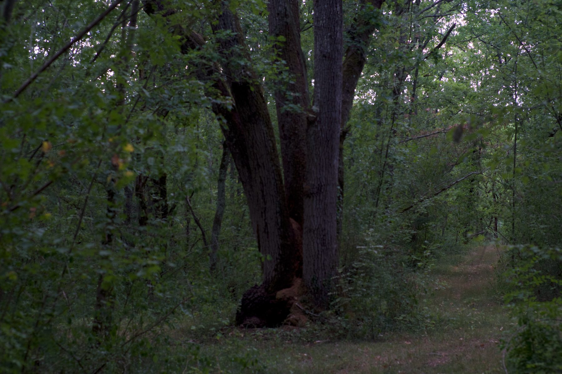 Old oak beside a woodland trail