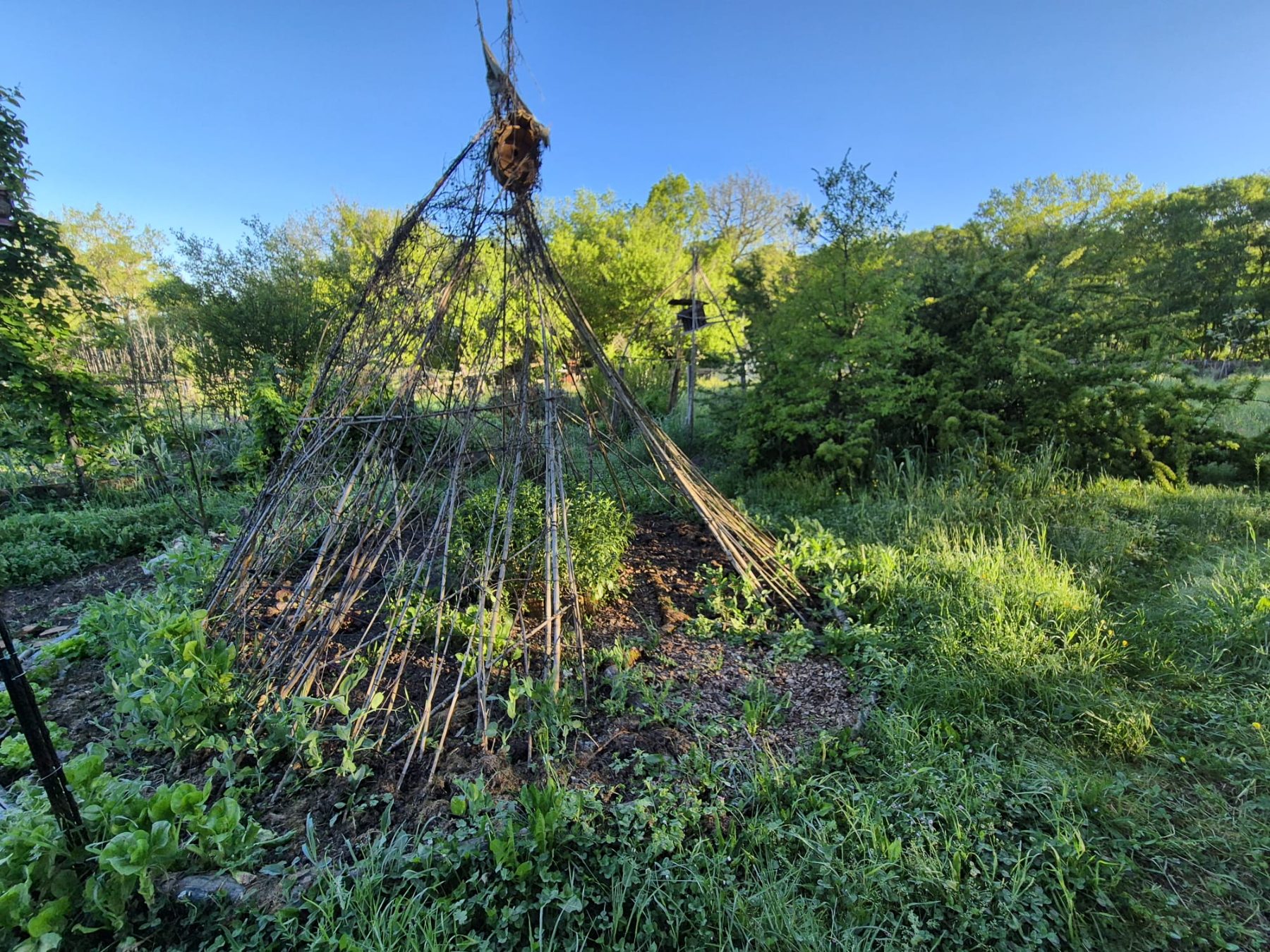 Willow teepee in the potager