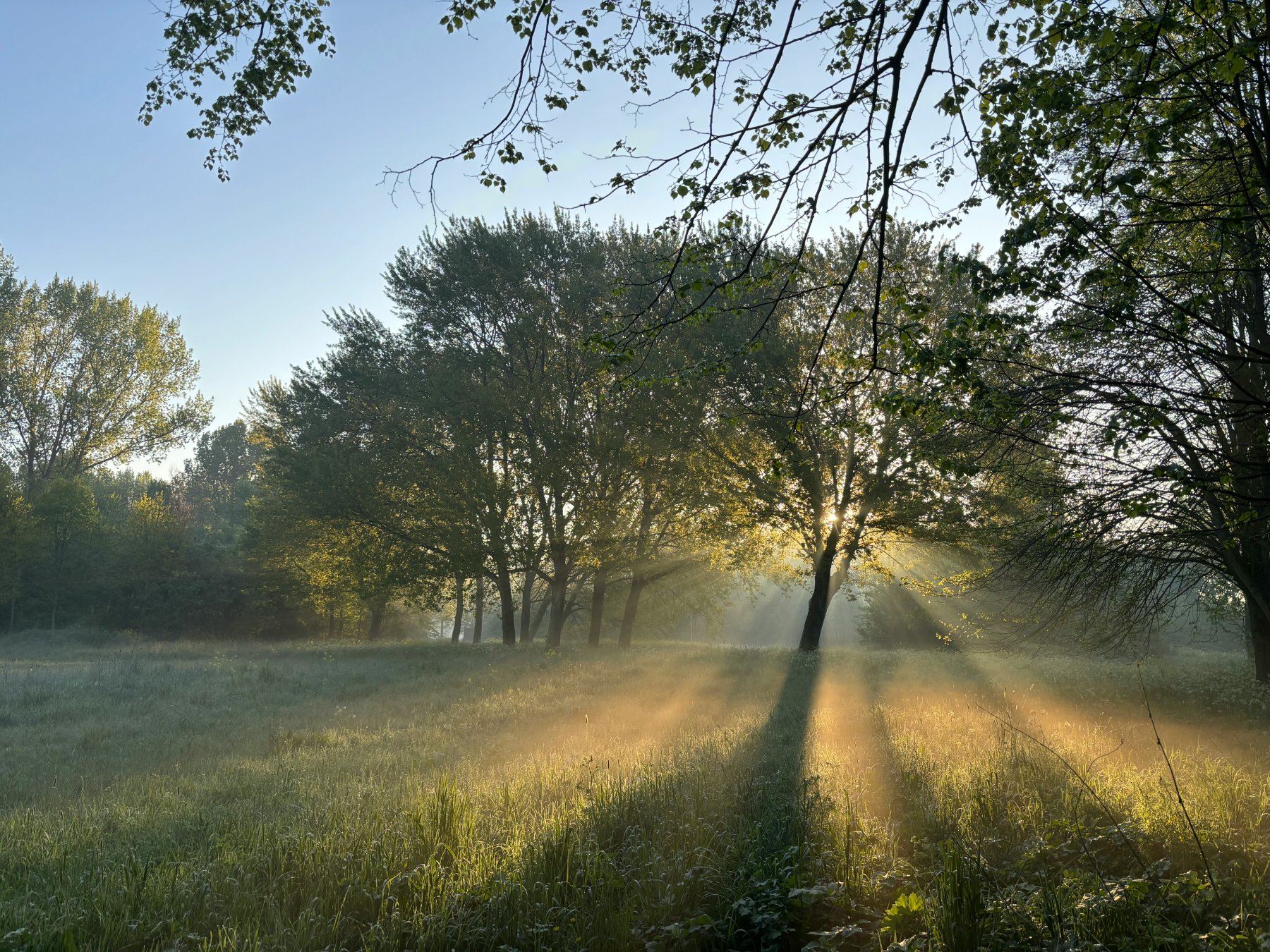 Sunrays through mist over the meadow at dawn