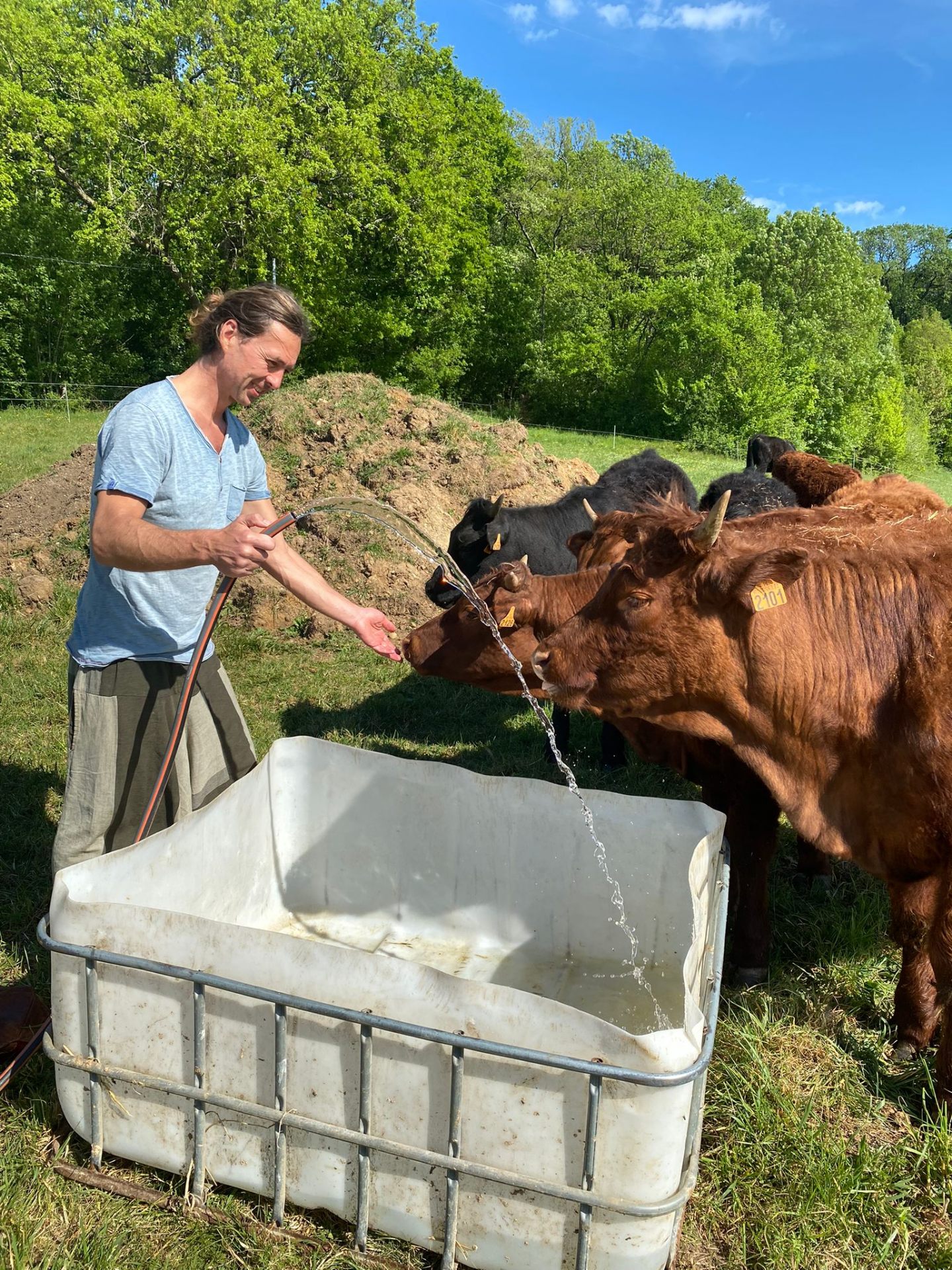 Tending the animals