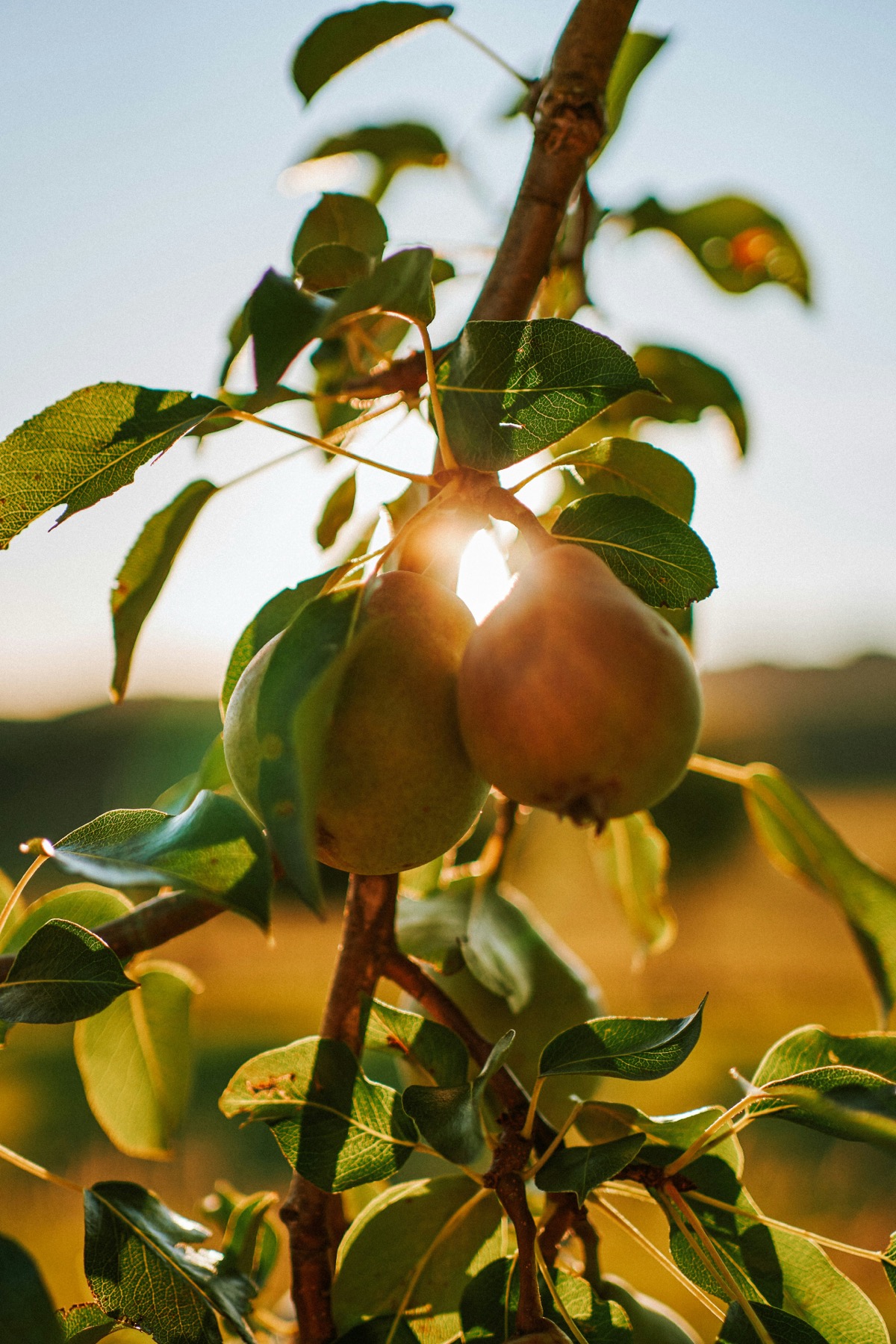 Romantic Food Forest